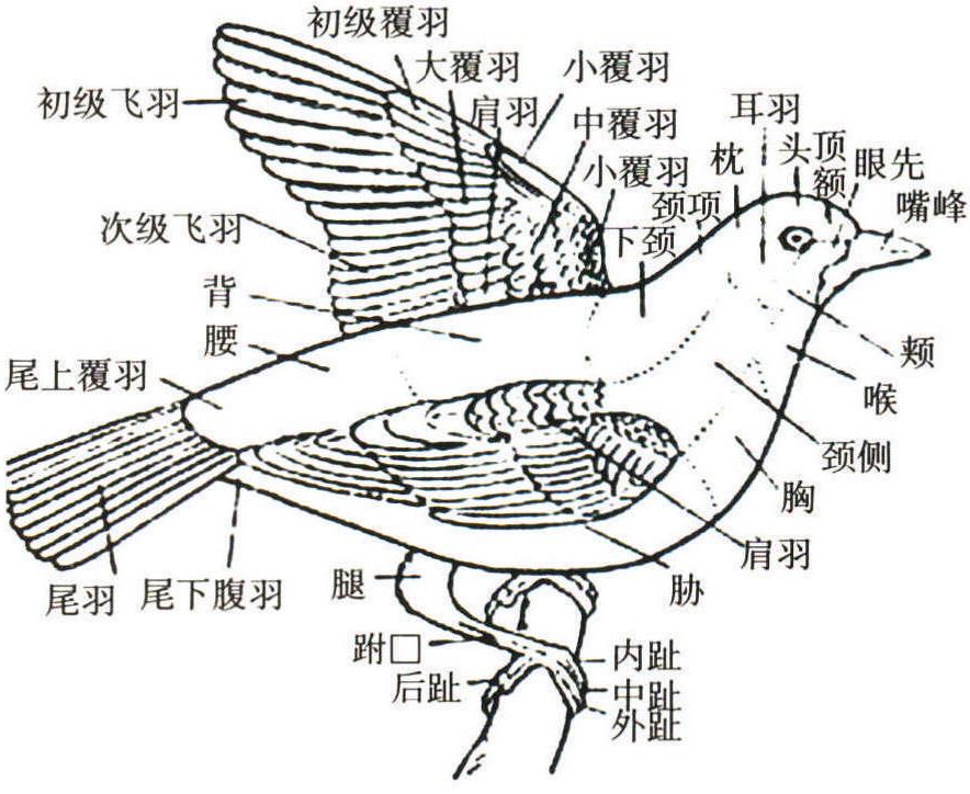 鳥(niǎo)類(lèi)主要特征